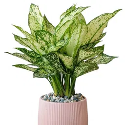 generic Indoor plants for home decor (Aglaonema snow white live plant) Pack of 1 Live plant image 4