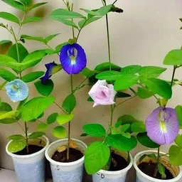deys agro ™ aprajita flower seeds,butterfly pea Seed image 3