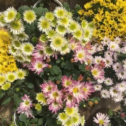 kumubon Chrysanthemums/ Guldavari Plant image 3