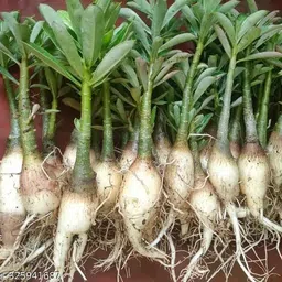 fuegoasis Adenium Plant image 3