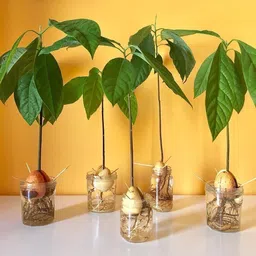 new debnathnursery Avocado Plant image 2