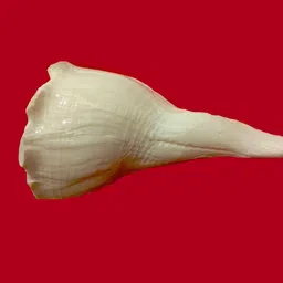 srak Natural original shankh/conch approx 3.5 inch Sacred Shankh-picture-33