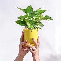 ugaoo Variegated Money Plant image 2