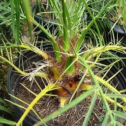 new debnathnursery Cycus Revoluta Plant image 3