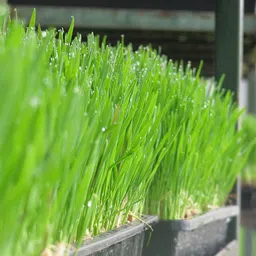 vibex Organic Wheat Grass Seeds, Healthy, Easy to Grow Seed image 3