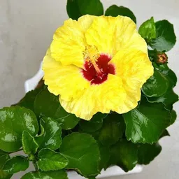 aquinnah Hibiscus Plant-picture-14