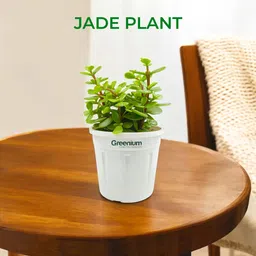 Jade Plant-image-54