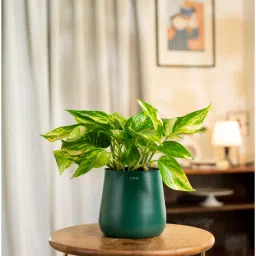 kyari Verigated Money Plant With Aura Pot- Green image 1
