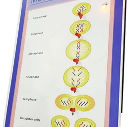 melody's Model of Mitosis Biology Working Science Project Model. image 4