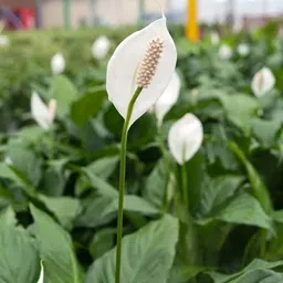 rd organic Lily Plant image 4