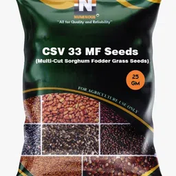 numinous CSV 33 MF Multi-Cut Sorghum Fodder Grass Seed-picture-27
