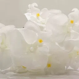 casacraft from pepperfry White Polyester Fabric Artificial Orchid Flower Bunch image 5