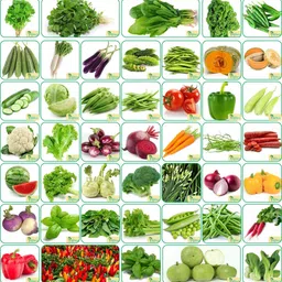 Agnico 45 Varieties of Vegetable Seeds 2665+ Germination Seeds For Your Garden With Instruction Manual Seed-picture-22