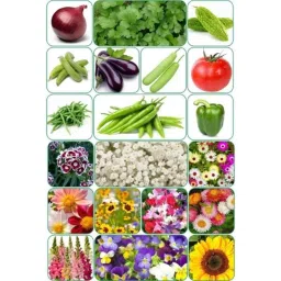 Aero Seeds 150g 10 Varieties Vegetable &a; 10 Varieties Flower Seeds Combo, Aero-10+10-image-6