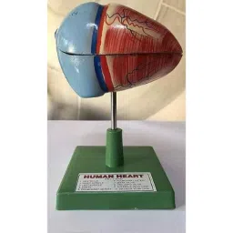 WKM Polyfiber Resin Human Heart Dissectible Model for Detailed Study image 2