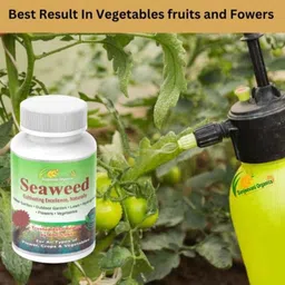 Sanjeevani Organics 100ml Premium Seaweed PGR Liquid, SANSW100 image 4