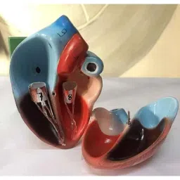 WKM Polyfiber Resin Human Heart Dissectible Model for Detailed Study image 3