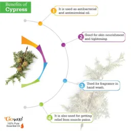 GoWoo 2 Pcs 10ml Natural Cypress Aroma Oil &a; 100ml Black Cumin Carrier Oil Set, GWOC491-P18+P168 image 4