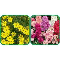 Aero Seeds 50 Pcs Mix Colour Salvia &a; 50 Pcs Sunflower Tall Flower Seeds Combo-picture-32