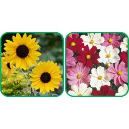 Aero Seeds 50 Pcs Mix Color Cosmos &a; 50 Pcs Sunflower Tall Flower Seeds Combo-image-36