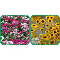 Aero Seeds 50 Pcs Mix Color Calliopsis (Tinctoria) &a; 50 Pcs Dianthus Flower Seeds Combo-picture-47