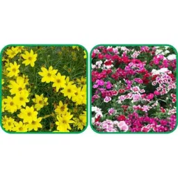 Aero Seeds 50 Pcs Mix Colour Dianthus &a; 50 Pcs Coreopsis Flower Seeds Combo-image-62