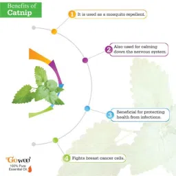 GoWoo 2 Pcs 10ml Natural Catnip Aroma Oil &a; 100ml Aloe Vera Carrier Oil Set, GWOC243-P9+P163 image 4