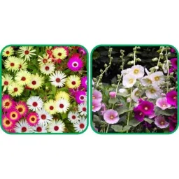 Aero Seeds 50 Pcs Mix Colour Hollyhock &a; 50 Pcs Dianthus Flower Seeds Combo-image-16