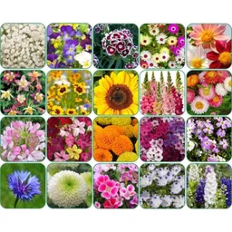 Aero Seeds 150g 20 Varieties 640 Flower Seeds, Aero-Flo-20-image-0
