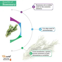 GoWoo 2 Pcs 10ml Undiluted Therapeutic Grade, Best Rosemary Aroma Oil &a; 100ml Chaulmoogra Carrier Oil Set, GWOC1170-P43+P172 image 4
