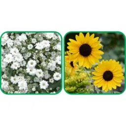 Aero Seeds 50 Pcs Sunflower Tall &a; 50 Pcs White Gypsophila Elegans Flower Seeds Combo-image-99
