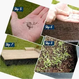 Aero Seeds 50 Pcs Mix Colour Cheiranthus Maritimus &a; 50 Pcs Coreopsis Flower Seeds Combo image 5