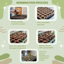 Manasvi Seeds 10g Lady Finger Okra Vegetable Seeds, MA-SD-O10G-1 image 3