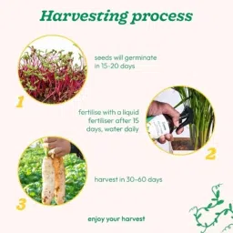 Ugaoo 5g Vegetable Radish Golden Seeds , NUVSO281 image 4