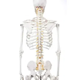 WKM 85cm Plastic Skeleton Model for Anatomy Study image 5