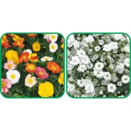 Aero Seeds 50 Pcs Elegans White Gypsophila &a; 50 Pcs Mix Color Ice Flower Seeds Combo-picture-35