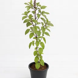 subhrajit Tulsi Plant image 4
