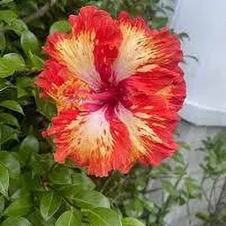 aquinnah Hibiscus Plant-picture-15