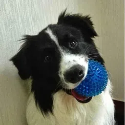 Agarwals 3 inch Non-Toxic Rubber Blue Dog Teething Toy image 2