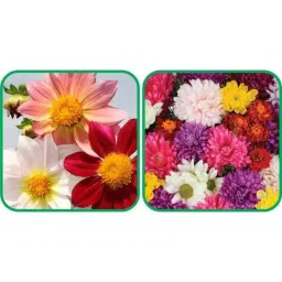 Aero Seeds 50 Pcs Mix Colour Chrysanthemum &a; 50 Pcs Dahlia Top Star Flower Seeds Combo-image-89