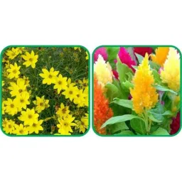 Aero Seeds 50 Pcs Mix Colour Closia Pulmosa &a; 50 Pcs Coreopsis Flower Seeds Combo-image-98