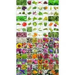 Aero Seeds 150g 50 Varieties Vegetable &a; 50 Varieties Flower Seeds Combo, Aero-50+50-image-31