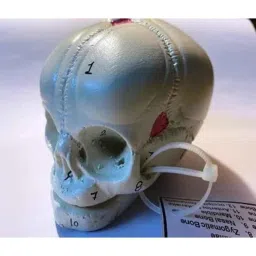 bnr exports BNR Export Resin Human Fetal Skull Model For Medical &a; Nursing Study image 3