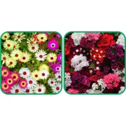 Aero Seeds 50 Pcs Mix Colour Verbena &a; 50 Pcs Dahlia Top Star Flower Seeds Combo-image-70