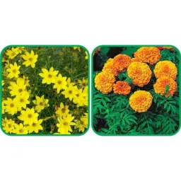 Aero Seeds 50 Pcs Mix Color African Marigold &a; 50 Pcs Coreopsis Flower Seeds Combo-picture-13