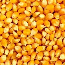 krishnasheeds 1kg hybrid corn/makka/maize primium Seed image 2