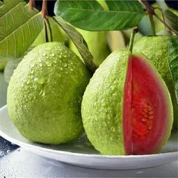nds Guava Plant-picture-14