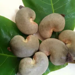 easyseeds Cashew, Kaju, Kaju Seed,Caju Nut,Marula Nut Seed-picture-25