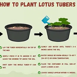 natarqulus Lotus Plant image 4