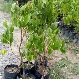 risenshine Star Fruit Carambola Grafted Plant image 3